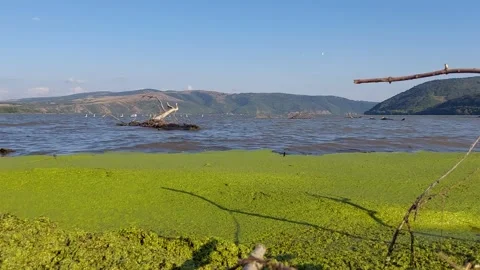 Algae River Bank Footage Video stock 251816612