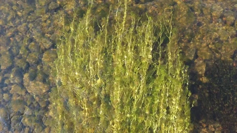 Algae in the river close-up top view Stock Footage 156641753