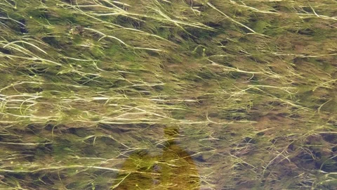 Algae in the river close-up top view Video stock 156641755