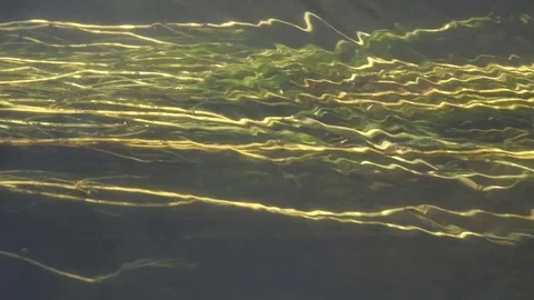 Algae in a river Stock Footage 76736015