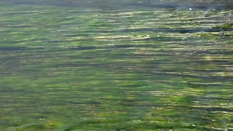 Algae in a river Stock Footage 76736772