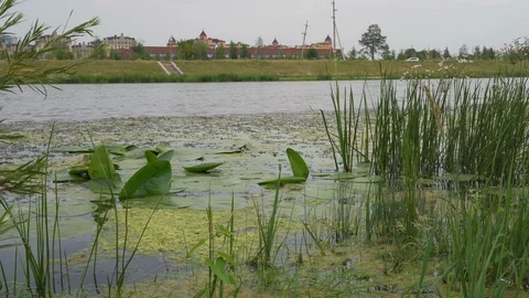 Algae on the river Stock Footage 92779876