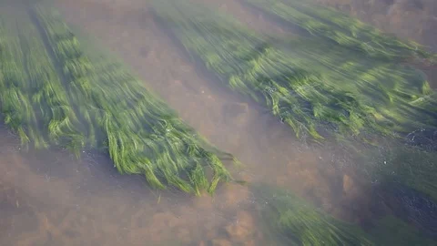 Algae in the river Stock Footage 105463245