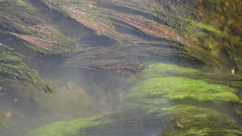 Algae in the river Stock Footage 139717514