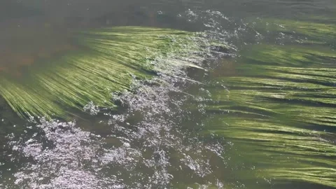 Algae in a river Stock Footage 155038093