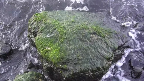 Algae rock 스톡 동영상 88437688