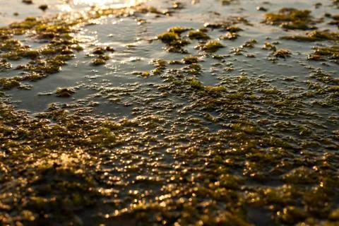 Algae rock Stock Photos