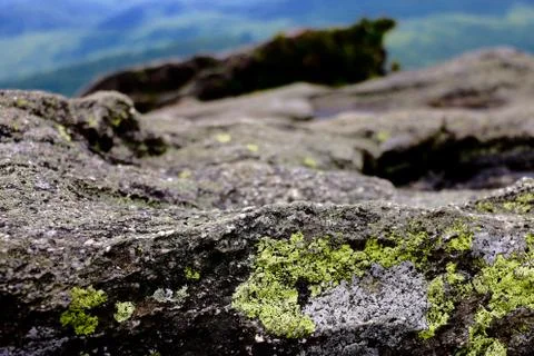 Algae Rock Stock Photos