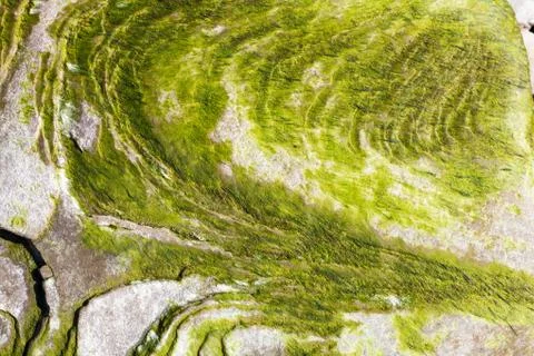 Algae on the rock 库存照片
