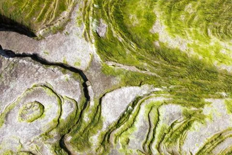 Algae on the rock Stock-Fotos