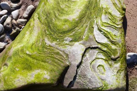 Algae on the rock Stock-Fotos