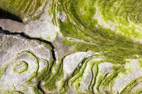 Algae on the rock 库存照片