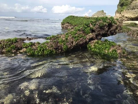 Algae on the rock Stockfoto's