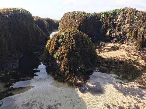 Algae on the rock Stockfoto's