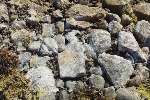 Algae on rock. Foto stock