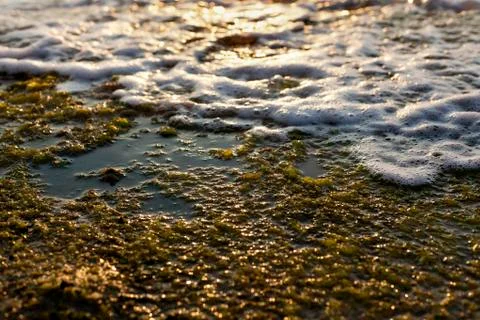 Algae rock &amp; surf Stock Photos