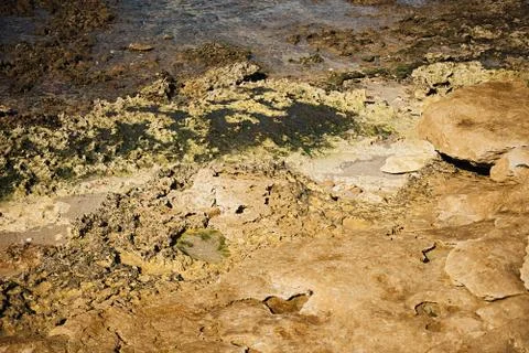 Algae on the rocks. Abstract background with seaweed on the sea coast. Stock Photos