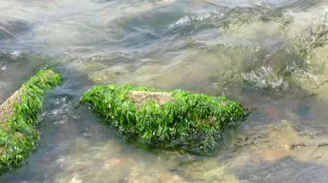 The algae on the rocks and the waves at sea Stock Footage 41328856