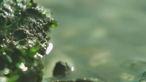 Algae on Rocks, Calm Water, Bokeh Video stock 82285761