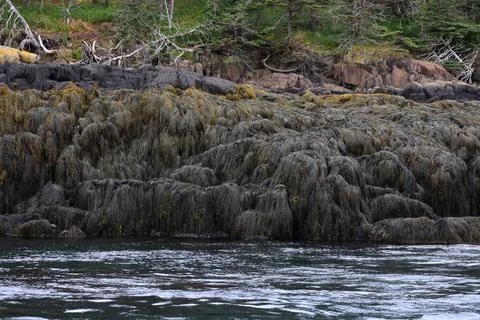 Algae on the rocks during low tide in Westport, Canada Stock Photos