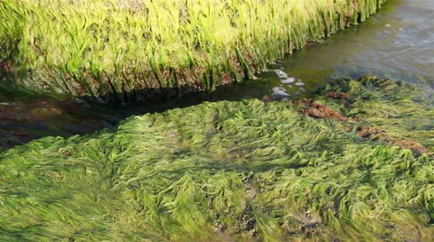 Algae on rocks Stock-Footage 59659970
