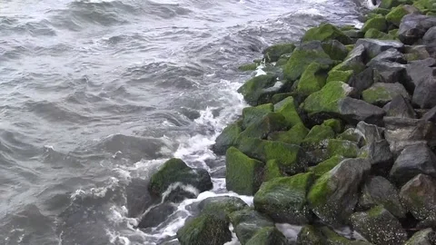 Algae rocks Stock Footage 88140055