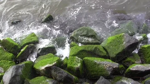 Algae rocks Stock Footage 88140084