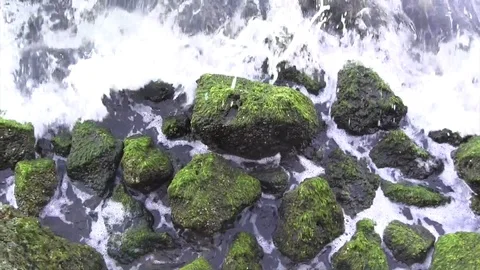 Algae rocks Stock Footage 88140115