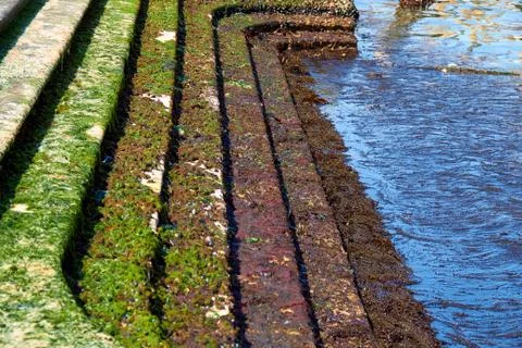 Algae on the rocks. Foto stock