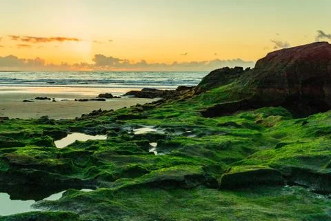 Algae rocks Stock Photos