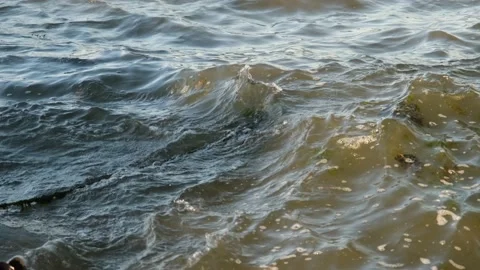Algae rope in sea Stock Footage 195283734