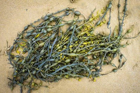 Algae in the sand Stock Photos