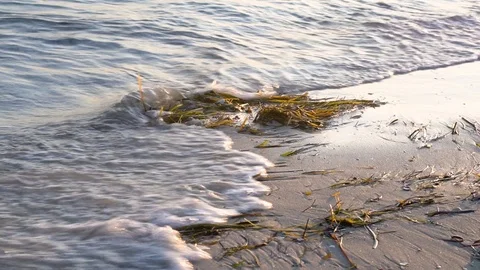 Algae on the sandy beach Video stock 94707822