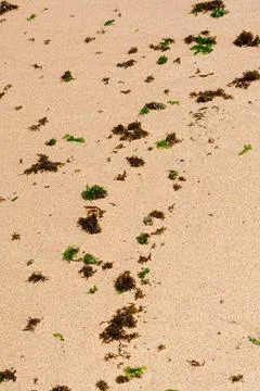 Algae Scattered on Wet Sand. Stock Photos