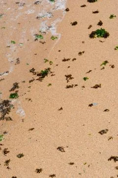 Algae Scattered on Wet Sand. Stock-Fotos