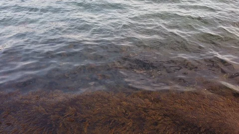 Algae in the sea. The camera rises. Berth. Seagulls fly over the sea. 動画素材 119711591
