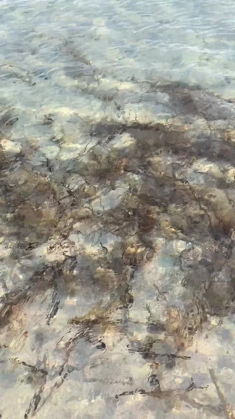 Algae in the sea. The sea. Ocean. Vertical video Stock Footage 287223211