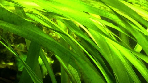 Algae in the sea water Stock Footage 36257378