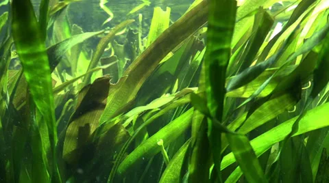 Algae in sea water Stock Footage 36411368