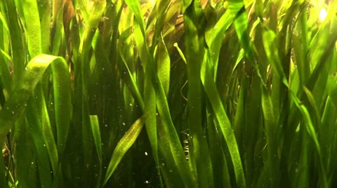 Algae in the sea water Stock Footage 36726591