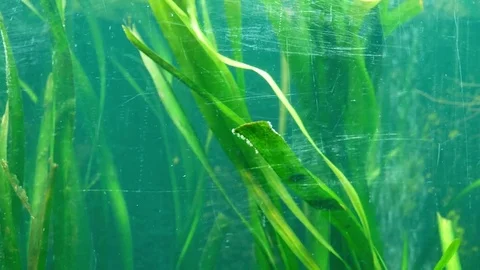 Algae in the sea water Stock Footage 76961604