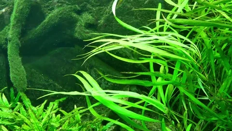 The algae in sea water Stock Footage 76962212