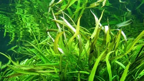 Algae in the sea water Vidéo 76962236