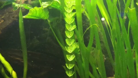 The algae in  sea water Video stock 95074199
