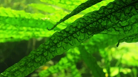 The algae in  sea water Stock Footage 233460370