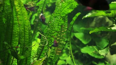 The algae in  sea water Stock Footage 233460371