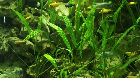 The algae in  sea water Stock Footage 233460389