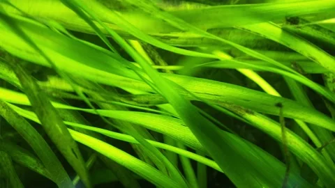 The algae in  sea water Stock Footage 233460560