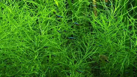 The algae in  sea water Stock Footage 233460647