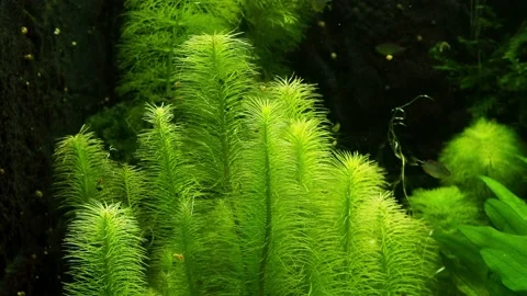 The algae in  sea water Stock Footage 233460667